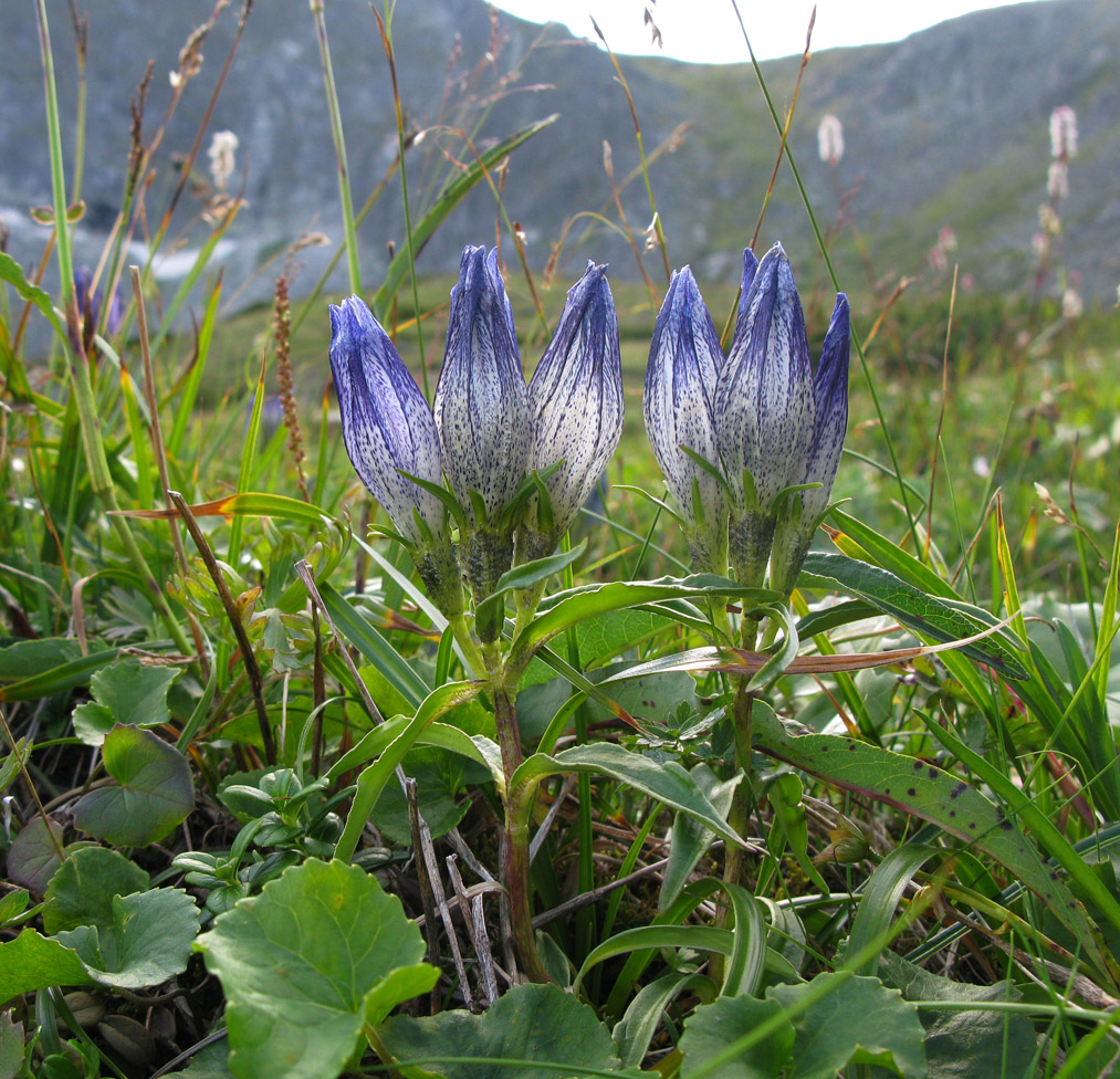 Image of Gentiana vodopjanovae specimen.