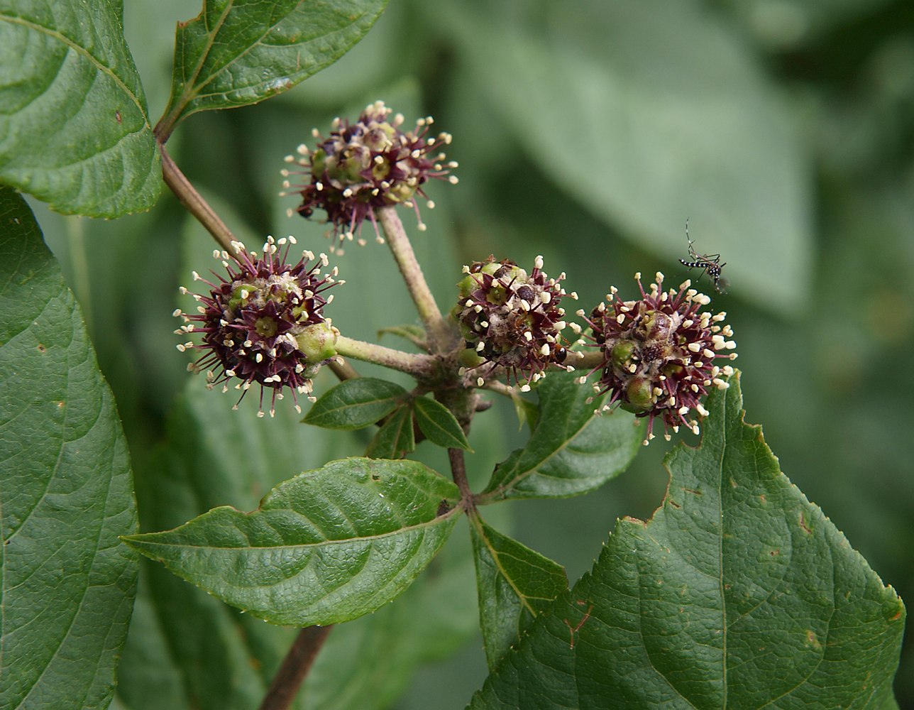 Изображение особи Eleutherococcus sessiliflorus.