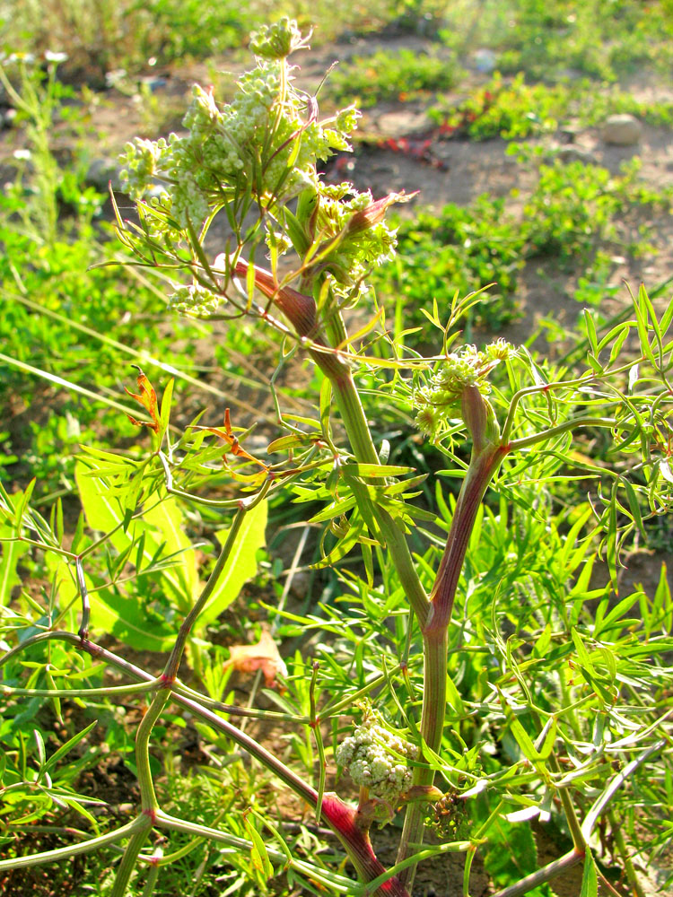 Image of Cenolophium fischeri specimen.