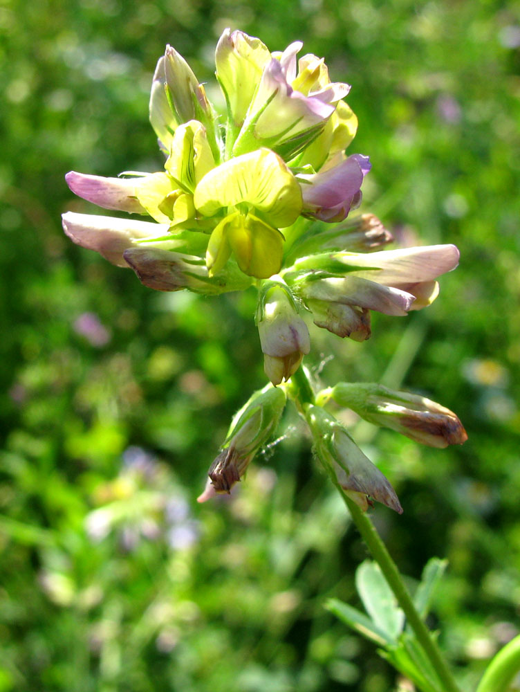 Image of Medicago × varia specimen.
