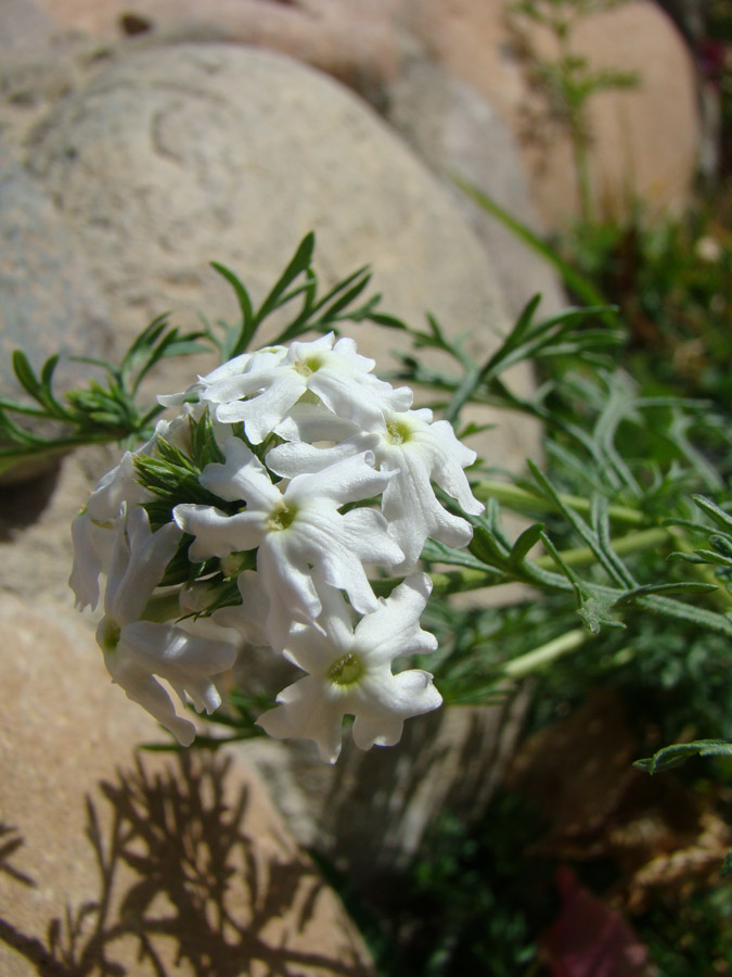 Image of genus Verbena specimen.