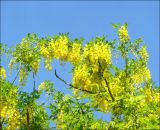 Laburnum anagyroides