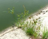 Cyperus glomeratus. Цветущее растение в щели бетонных берегов водостока совместно с Equisetum ramosissimum. Астраханская обл., Камызякский р-н, у с. Лебяжье. 17.08.2011.