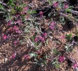 Oxytropis floribunda. Цветущие растения. Карагандинская обл., Жанааркинский р-н, горы Актау, каменистый склон. 16 мая 2010 г.