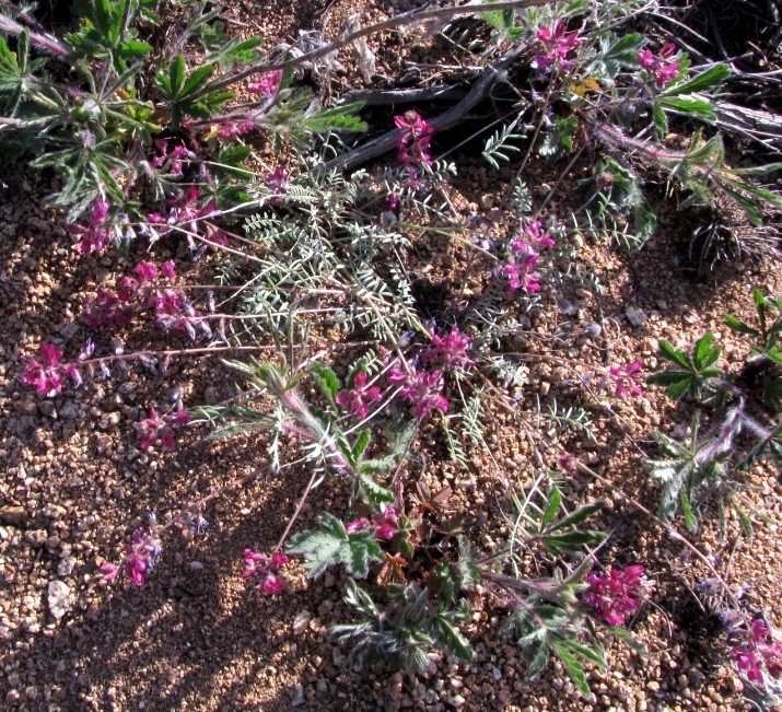 Изображение особи Oxytropis floribunda.