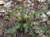 Taraxacum marklundii