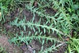 Taraxacum juzepczukii