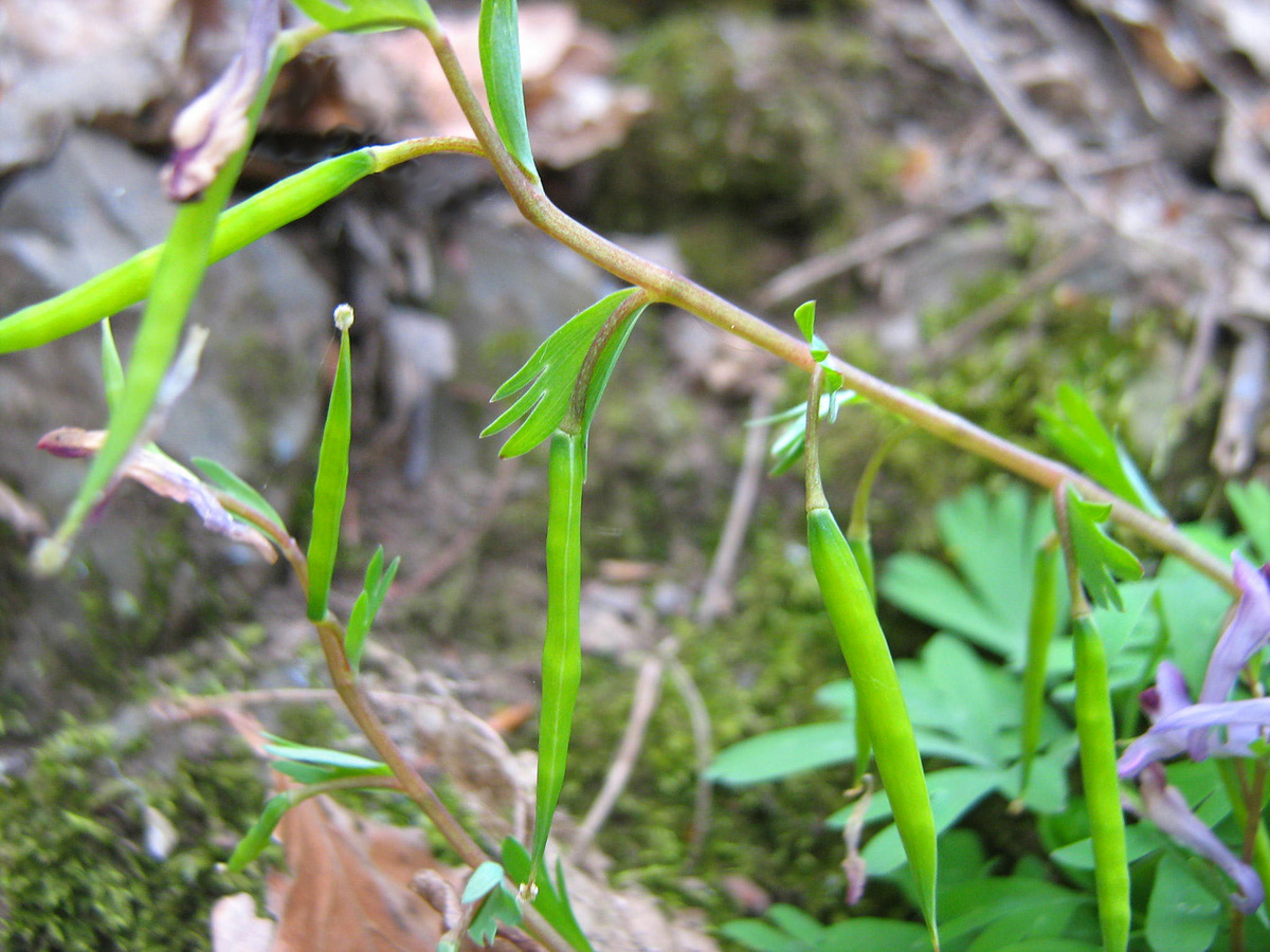 Image of Corydalis paczoskii specimen.