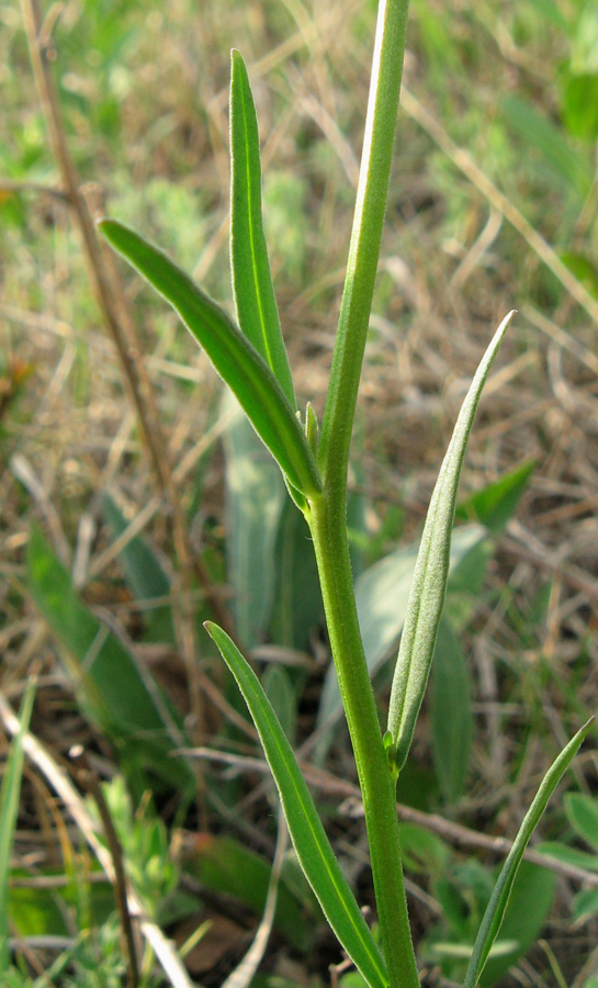 Image of Polygala major specimen.