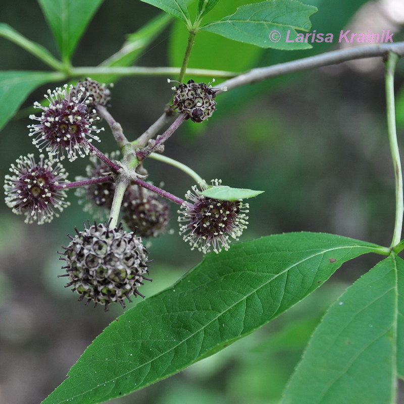 Изображение особи Eleutherococcus sessiliflorus.