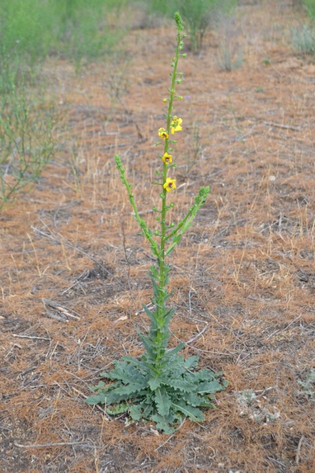 Изображение особи Verbascum blattaria.