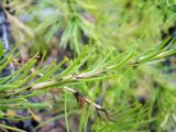 Larix sibirica