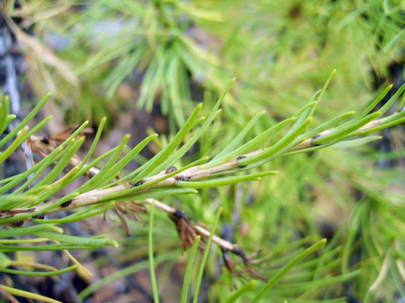 Изображение особи Larix sibirica.