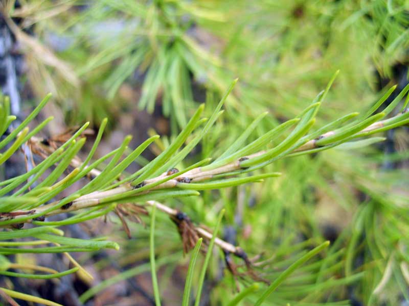 Image of Larix sibirica specimen.