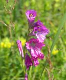 Gladiolus imbricatus. Верхушка соцветия. Украина, Донецкая обл., Володарский р-н, заповедник \"Каменные могилы\". 01.06.2012.