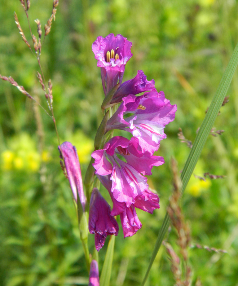 Изображение особи Gladiolus imbricatus.