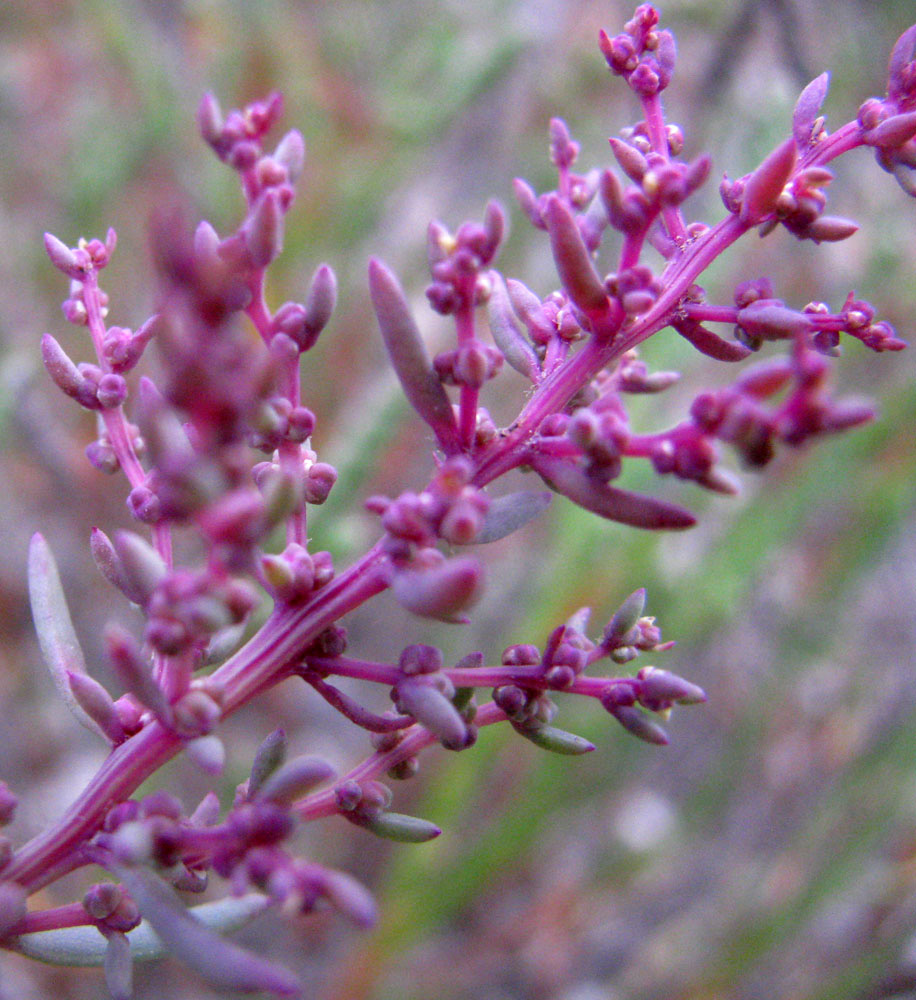 Image of Suaeda prostrata specimen.