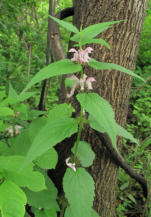 Image of Lamium barbatum specimen.