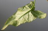 Arum maculatum. Обратная сторона листа. Германия, г. Кемпен, у дорожки в прогулочной зоне. 19.06.2012.