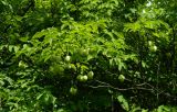 Staphylea pinnata