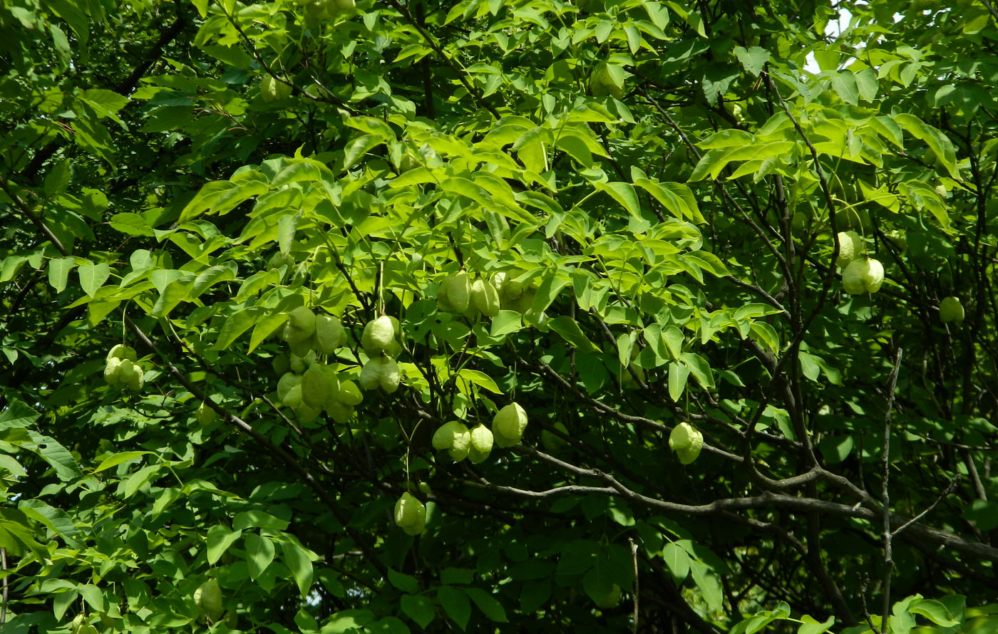 Image of Staphylea pinnata specimen.