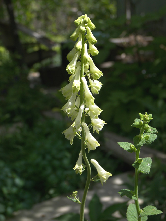 Изображение особи Aconitum rogoviczii.