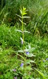 Scutellaria galericulata