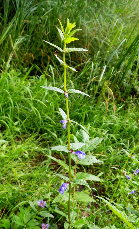 Image of Scutellaria galericulata specimen.