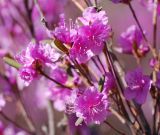 Rhododendron dauricum. Цветки. Москва, ботанический сад МГУ \"Аптекарский огород\". 09.04.2008.