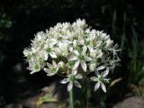 Allium nigrum