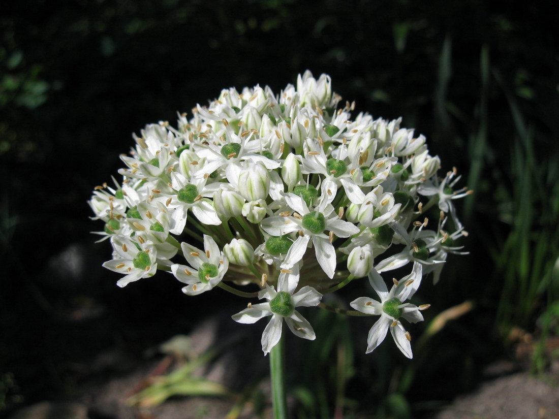 Image of Allium nigrum specimen.