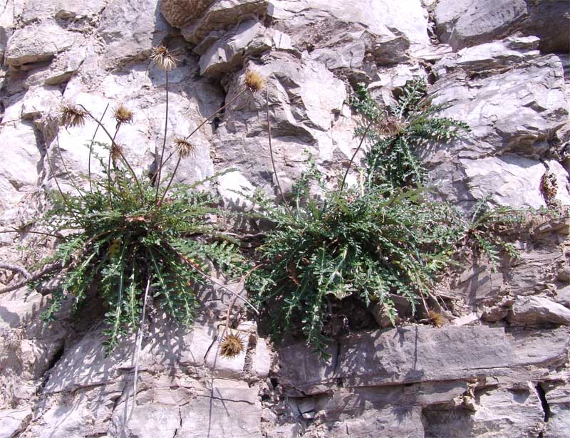 Image of Jurinea galushkoi specimen.