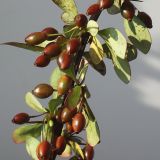 Berberis thunbergii