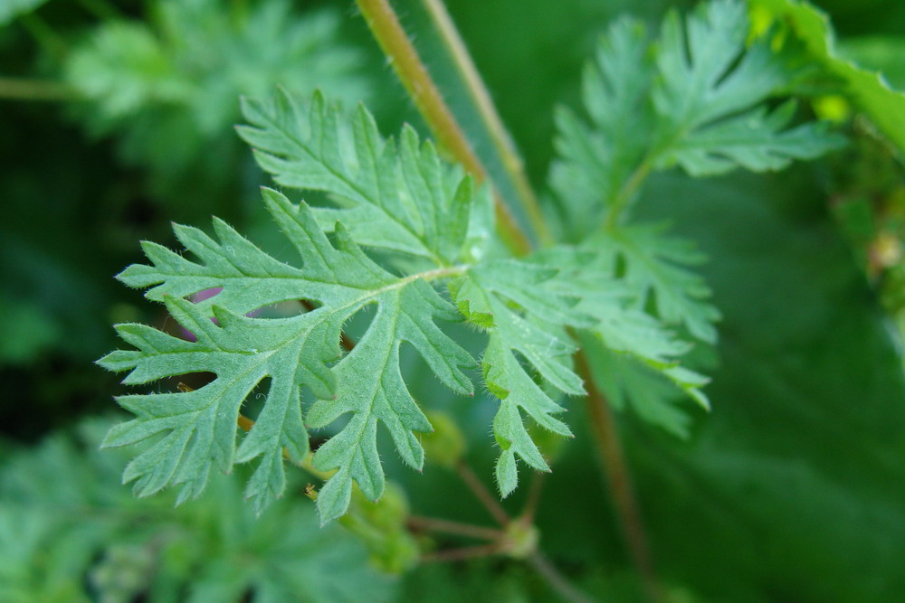 Изображение особи Erodium cicutarium.