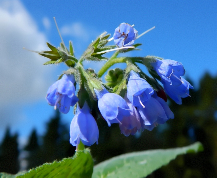 Изображение особи Symphytum caucasicum.