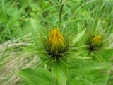 Inula orientalis