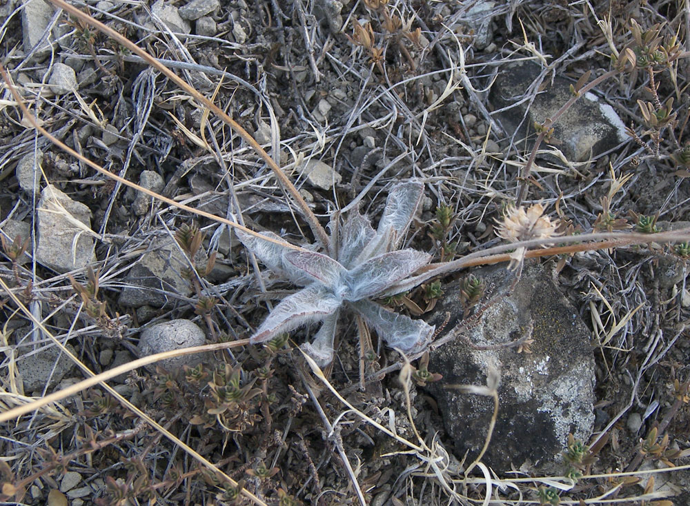 Изображение особи Plantago minuta.