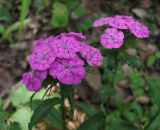 Dianthus barbatus. Верхушки цветущих растений. Саратовская обл., окр. г. Энгельс, на границе между старыми посадками робинии лжеакации (Robinia pseudoacacia L.) и пойменным лесом. 9 июня 2012 г.