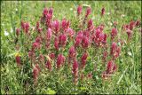 Melampyrum arvense