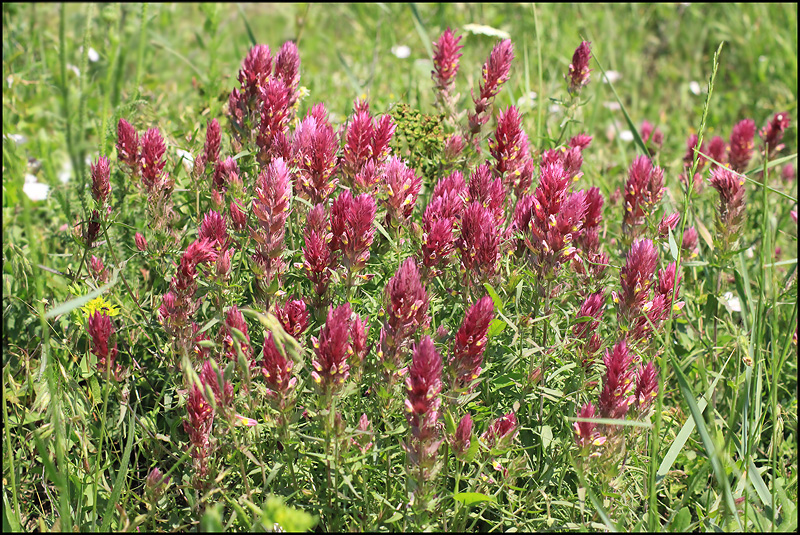 Image of Melampyrum arvense specimen.