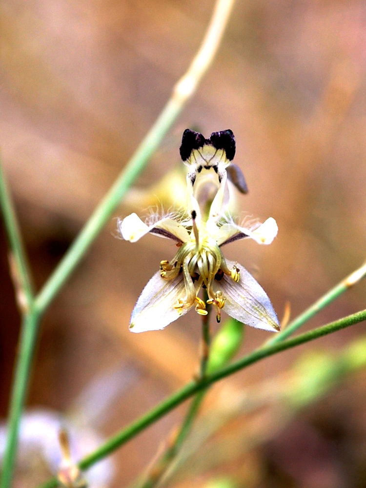 Image of Delphinium barbatum specimen.