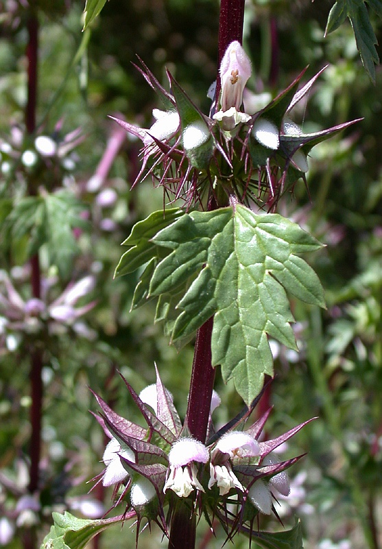 Изображение особи Moluccella spinosa.