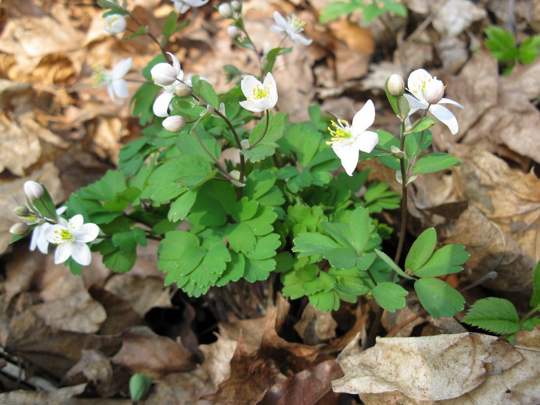 Image of Isopyrum thalictroides specimen.