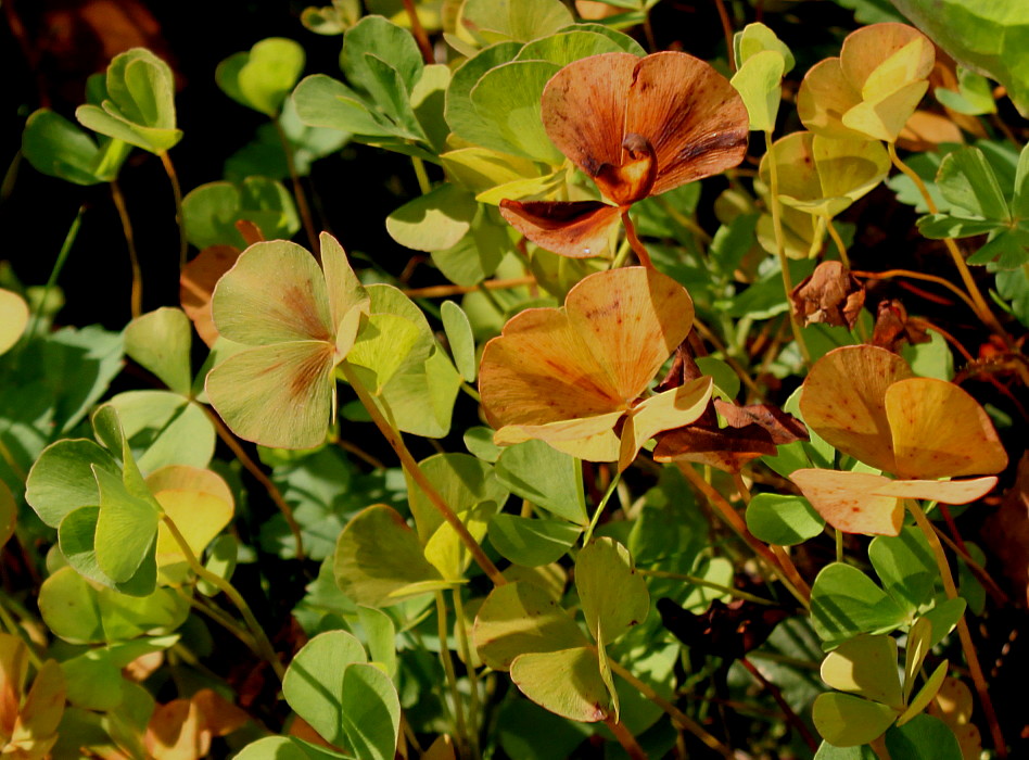 Image of Marsilea quadrifolia specimen.