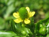 Ranunculus sceleratus. Цветок. Украина, г. Запорожье, пос. Солнечный, берег ручья. 18.05.2011.