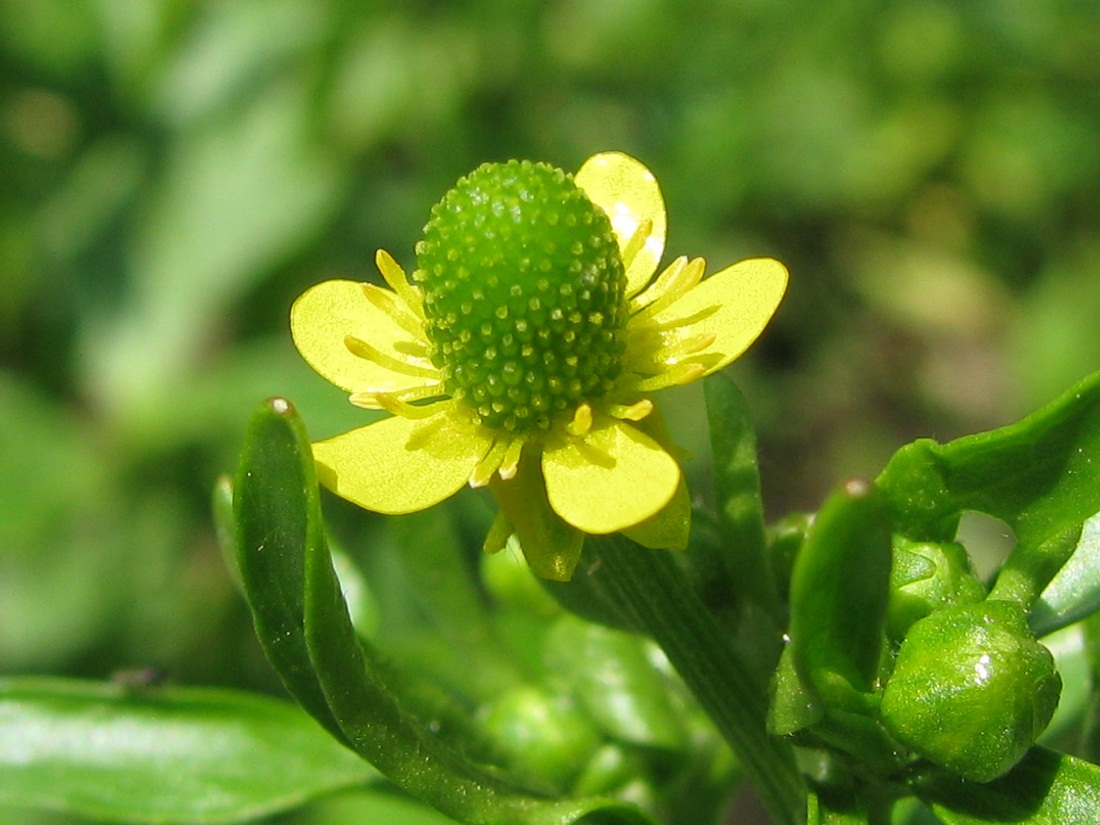 Изображение особи Ranunculus sceleratus.