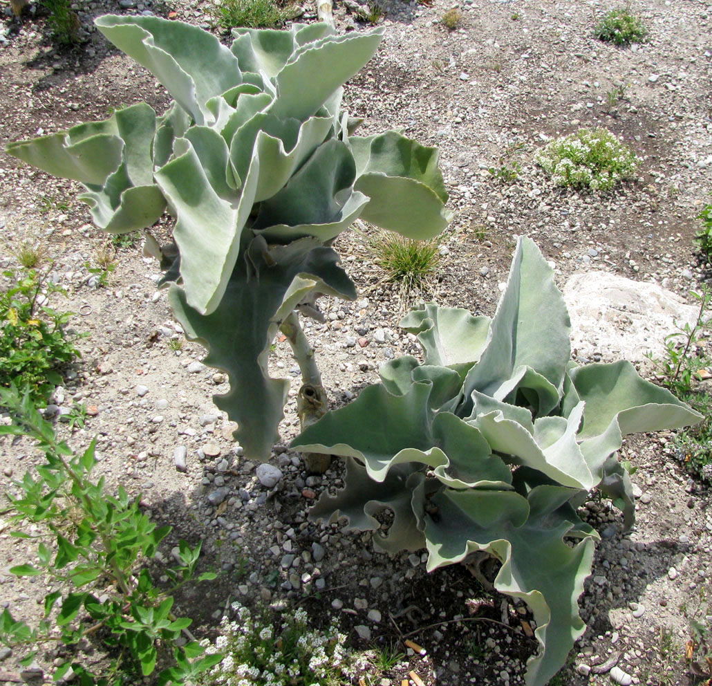 Изображение особи Kalanchoe beharensis.