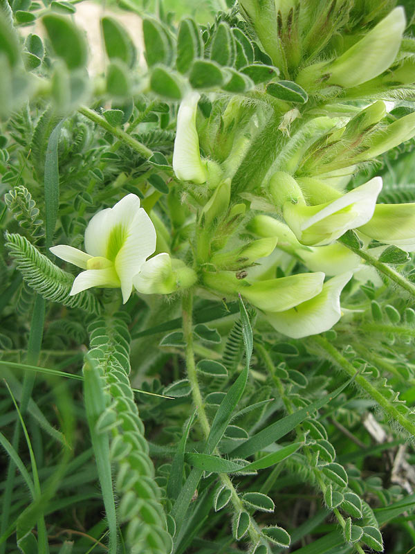 Изображение особи Astragalus aleppicus.