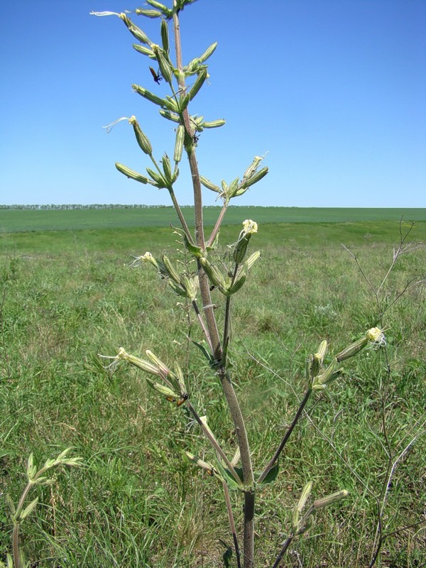 Image of Silene viscosa specimen.