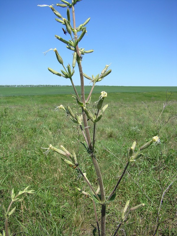 Image of Silene viscosa specimen.